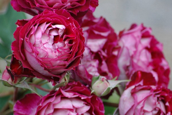 1710288757388831.jpg 藤本月季最香的十大品种都有哪些