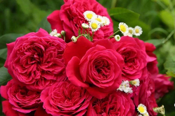 皇家胭脂 皇家胭脂