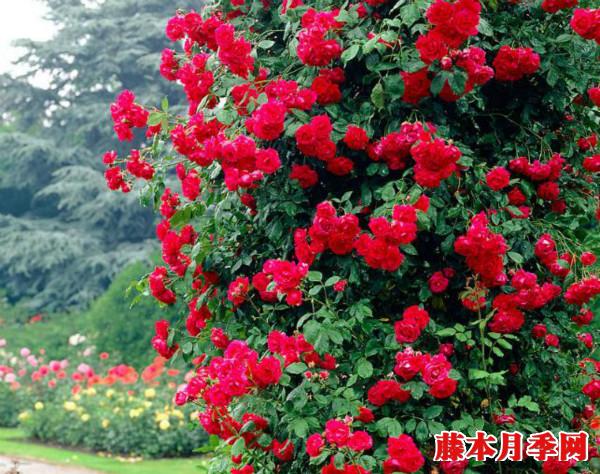 月季冬剪在什么时候 月季冬剪在什么时候