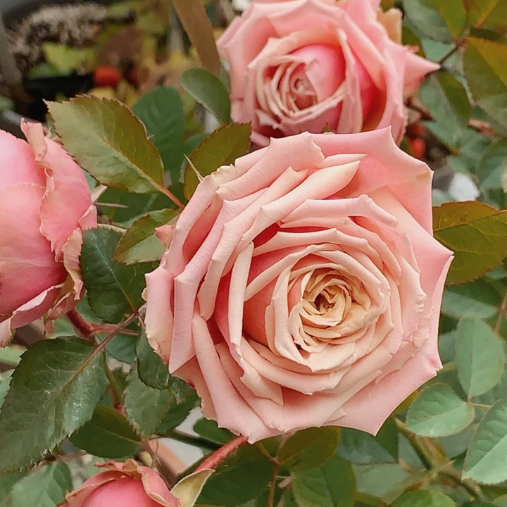 1730875672726797.jpg 月季浪漫伊甸园怎么样