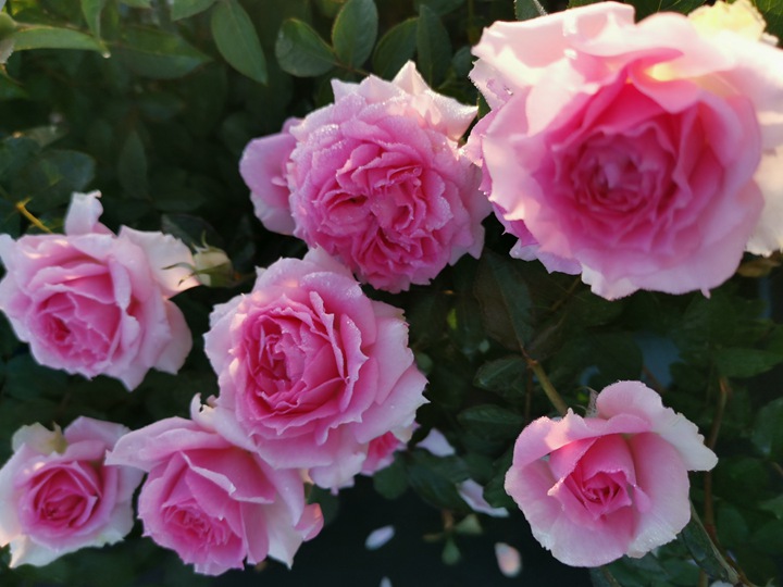 1710149539889631.jpg 天方夜谭有几个品种