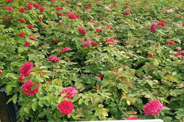 哪里能买到正宗的藤本月季? 哪里能买到正宗的藤本月季?