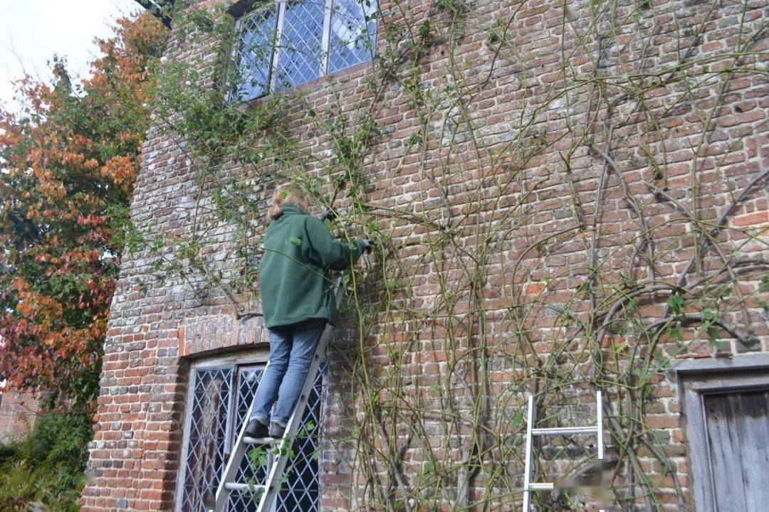 爬藤月季冬季修剪横拉技巧（做好了来年轻松开爆花）