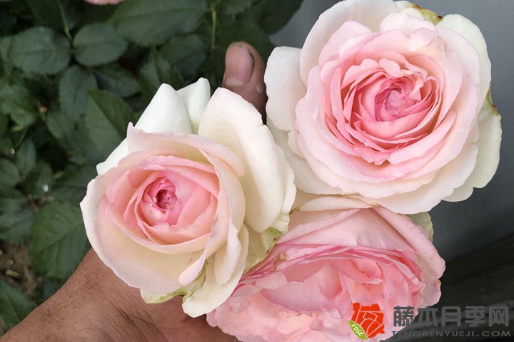 月季花代表什么象征意义 月季花代表什么象征意义