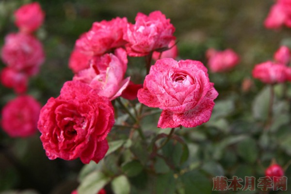 雪花肥牛 雪花肥牛