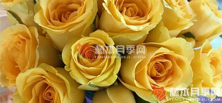 三朵黄色月季花寓意(三朵黄月季花代表什么意思) 三朵黄色月季花寓意(三朵黄月季花代表什么意思)