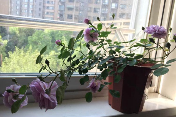 蓝色阴雨月季的优缺点 蓝色阴雨月季的优缺点(2024年新版)