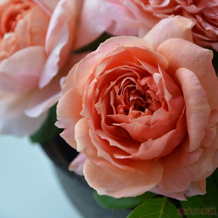 月季的冬季修剪方法 月季的冬季修剪方法