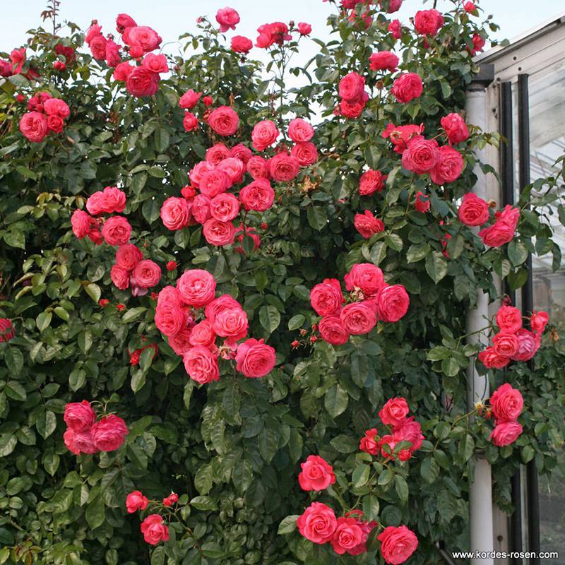 月季花入冬前什么时候剪枝 月季花入冬前什么时候剪枝