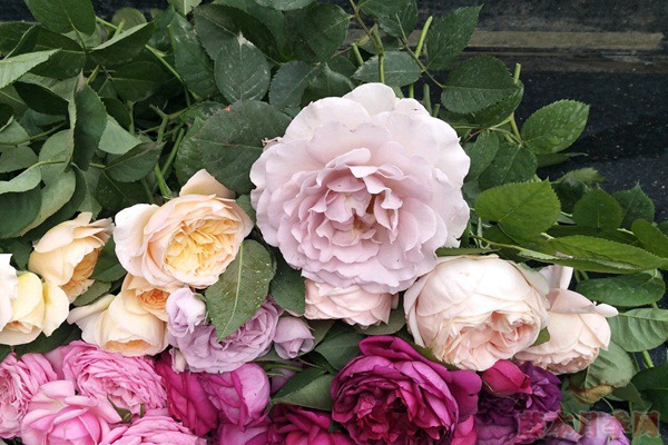 蜻蜓月季好养吗,适不适合阳台种植? 蜻蜓月季好养吗,适不适合阳台种植?