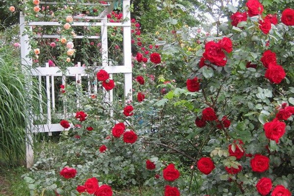 月季花为什么叶子发黄脱落 月季花为什么叶子发黄脱落