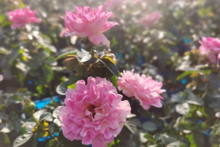 1706833695777605.jpg 0.jpg