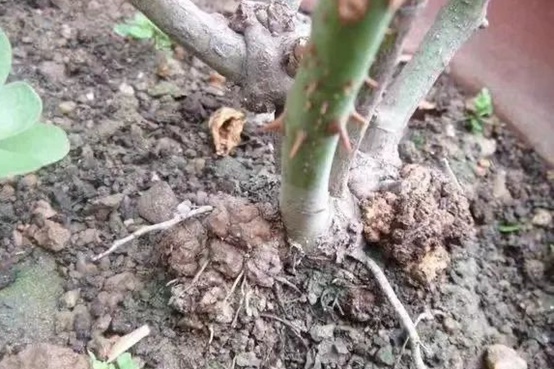 1662000896514780.jpg 根瘤病.jpg