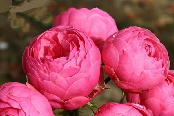 艾拉绒球耐不耐热(夏季如何养护)