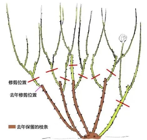 室外月季花怎样过冬修剪