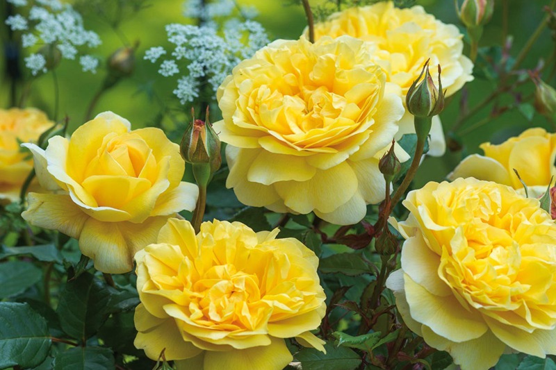 诗人的妻子 诗人的妻子