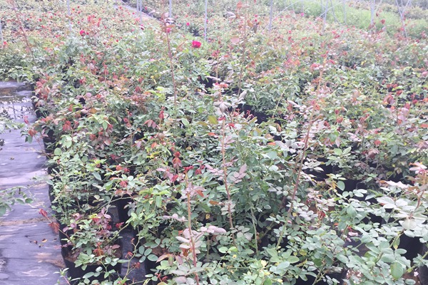 藤本月季小苗需要不需要修剪? 藤本月季小苗需要不需要修剪?