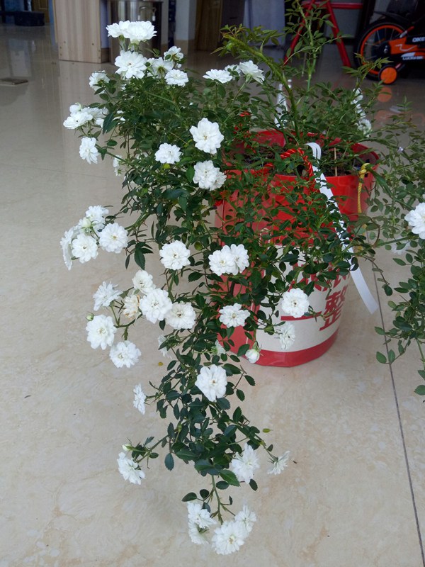 1710375480733205.jpg 垂吊效果好的月季品种推荐