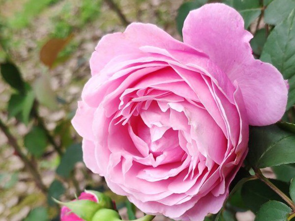 纽曼姐妹 纽曼姐妹