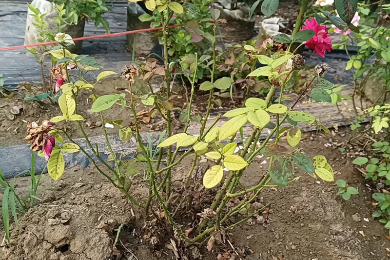 1709511834157941.jpeg 018dbad89ac6406641f7d2ab790d35aa.jpeg