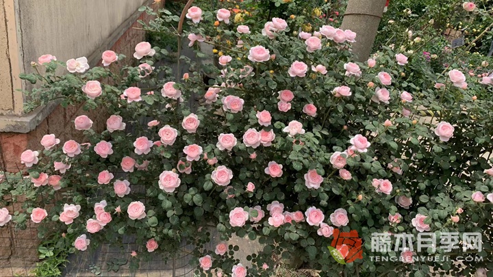 1710114536494541.jpg 瑞典女王月季的开花特点