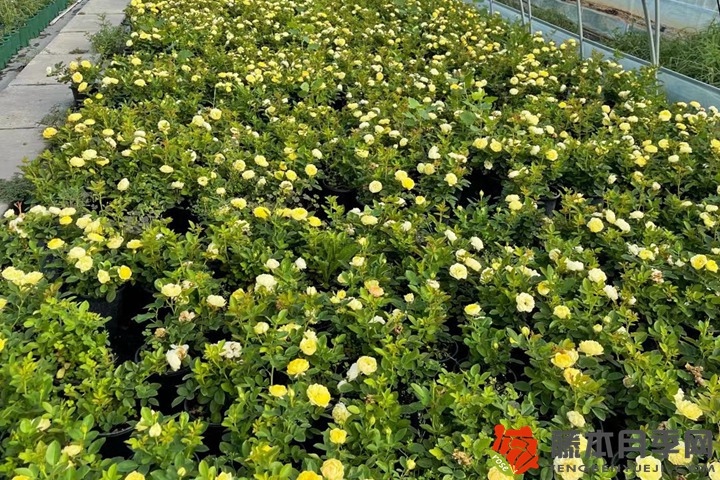 1706079896157136.jpg 月季花什么季节换盆好