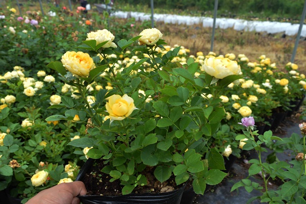 金丝雀月季的优缺点有哪些? 金丝雀月季的优缺点有哪些?