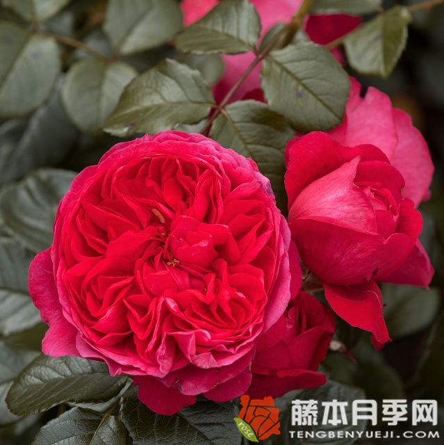 月季花上的小蜘蛛网 月季花上的小蜘蛛网