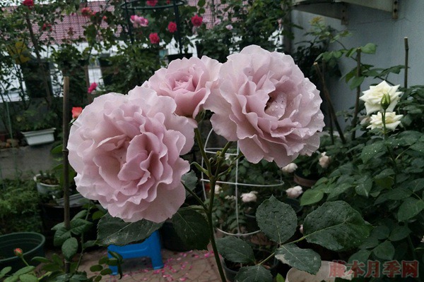 蜻蜓月季好养吗,适不适合阳台种植? 蜻蜓月季好养吗,适不适合阳台种植?