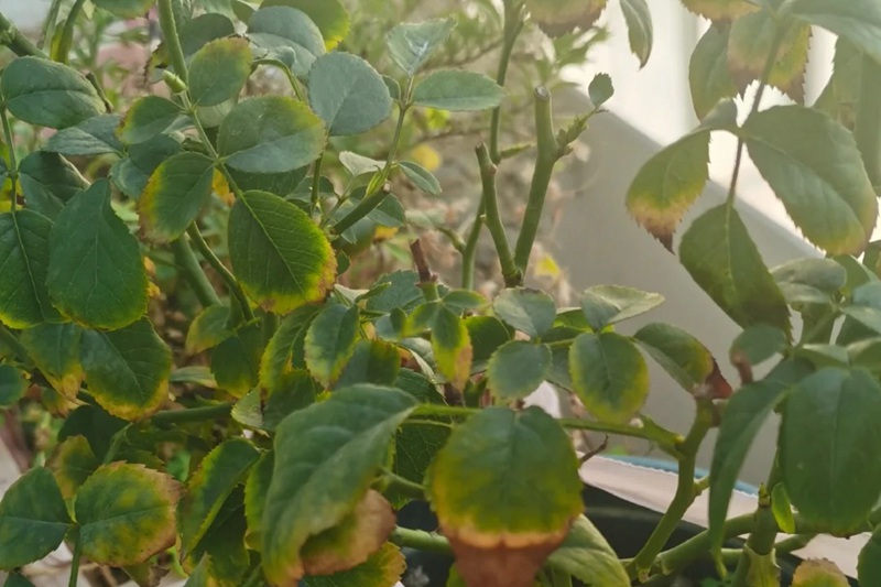 1705907817745890.jpg 月季花叶子卷曲变黄是什么原因