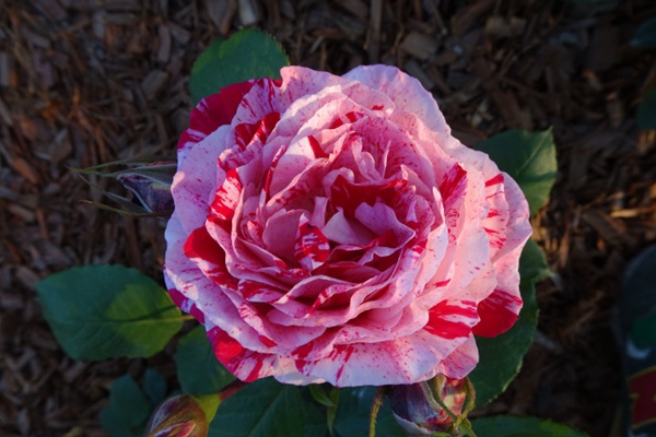 抓破美人脸月季的优缺点有哪些 抓破美人脸月季的优缺点有哪些