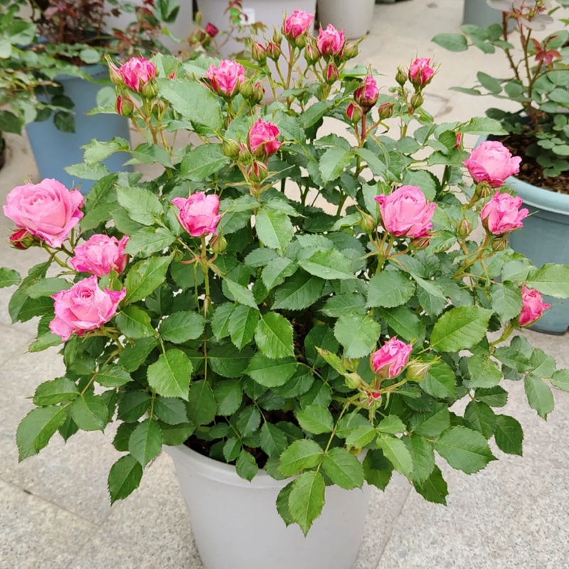 1710571485458081.jpg 海神王阳台月季冬剪留多高