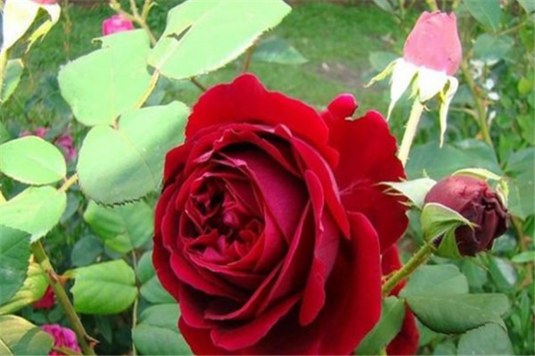 1710122922703214.jpg 1566803303889325.jpg