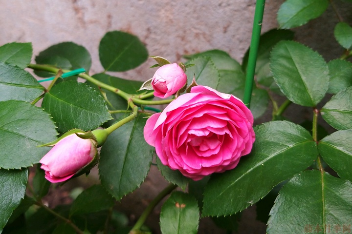 胭脂扣月季 胭脂扣月季花的优缺点有哪些?