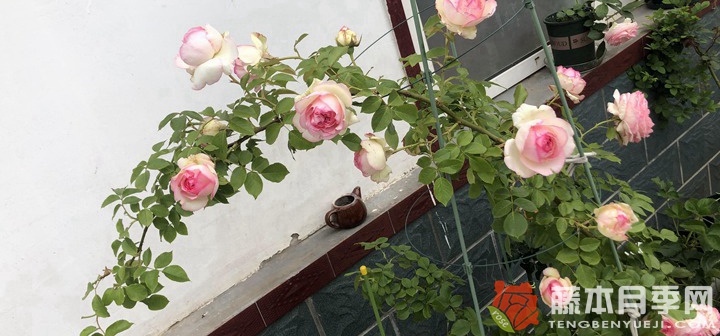 南方地区养不好爬藤月季的原因 南方地区养不好爬藤月季的原因