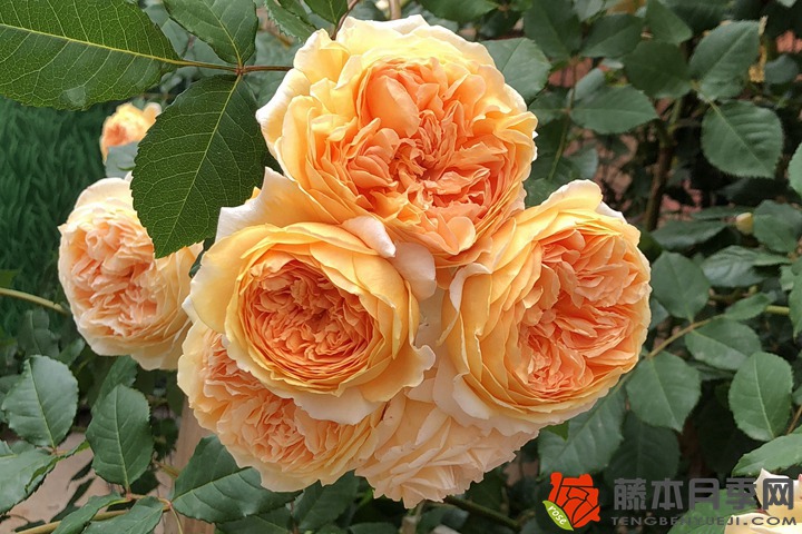 月季花施什么肥料最好? 月季花施什么肥料最好?