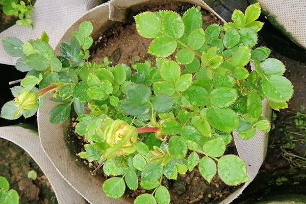 金丝雀月季的优缺点有哪些? 金丝雀月季的优缺点有哪些?