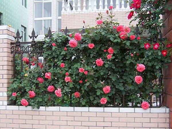 藤本月季花墙用什么材料搭？