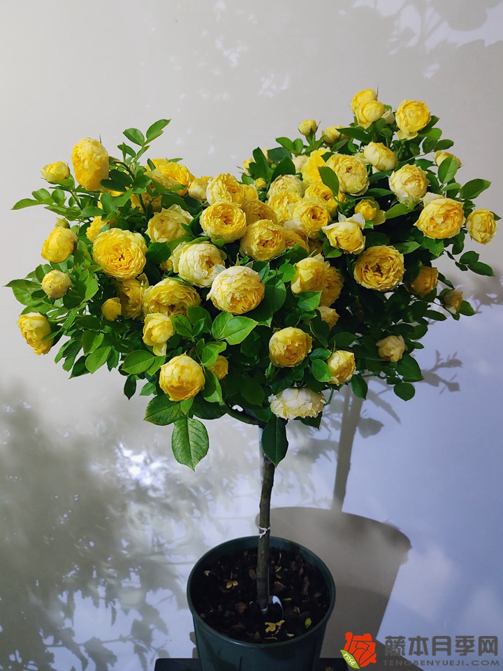 1705730895825962.jpg 树状月季哪个品种好养