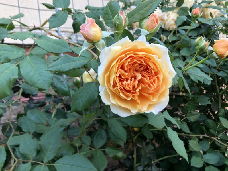 玛格丽特王妃 玛格丽特王妃