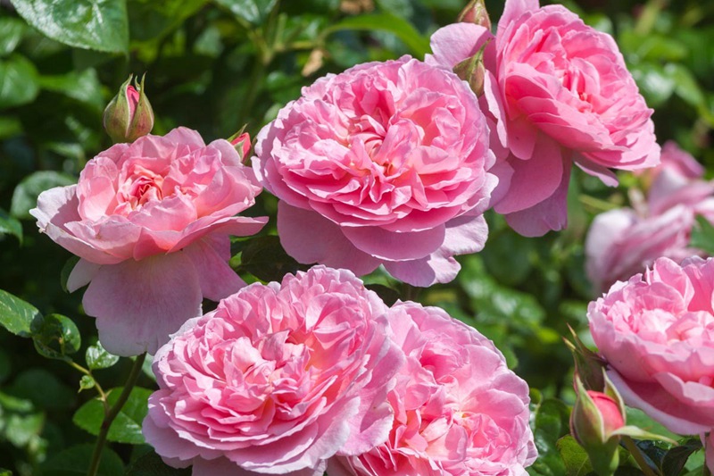 藤本月季一年开几次花 藤本月季一年开几次花