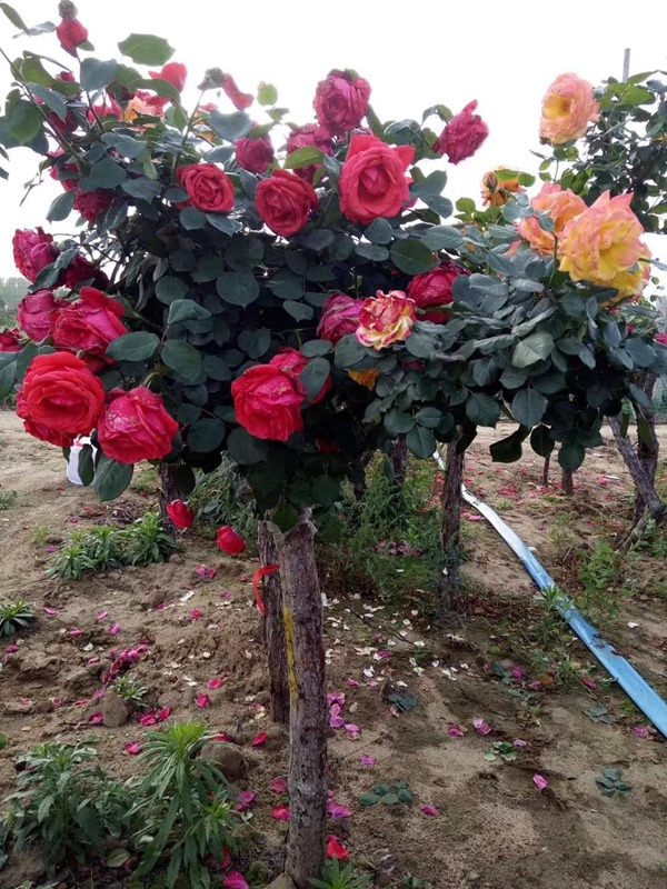 1705997679782424.jpg 2024年树状月季的价格是多少