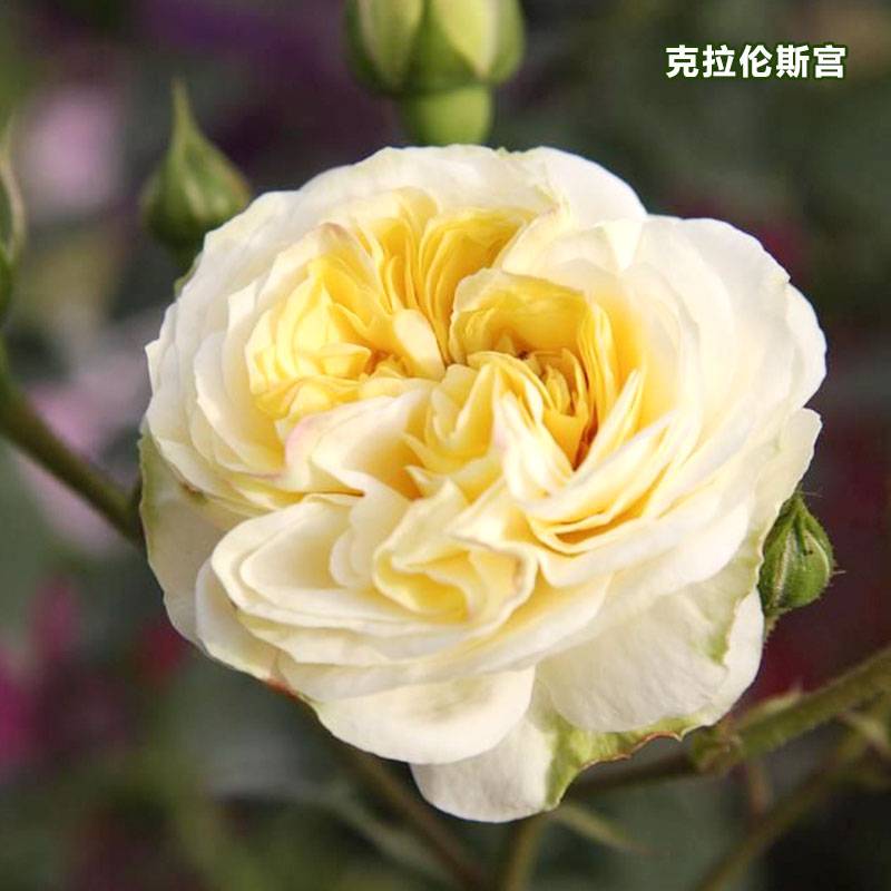 给月季换盆换土什么时候合适 给月季换盆换土什么时候合适