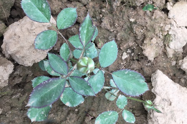 月季小苗上的花苞要不要摘? 月季小苗上的花苞要不要摘?