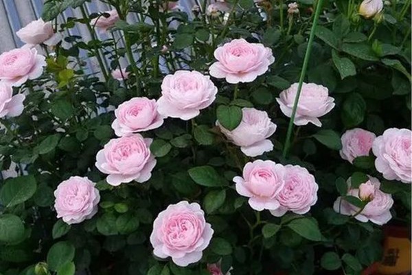 颜值爆表的瑞典女王还有啥优点? 颜值爆表的瑞典女王还有啥优点?