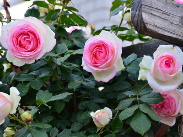 粉色龙沙宝石四季开花吗? 粉色龙沙宝石四季开花吗?