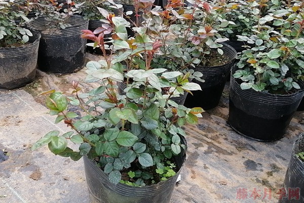 嫁接苗不肯发笋?没有的事! 嫁接苗不肯发笋?没有的事!