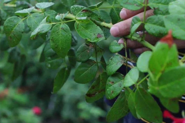 月季黑斑病怎么防治,用什么药 月季黑斑病怎么防治,用什么药