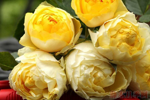 大花微月小黄鸡月季的优缺点 大花微月小黄鸡月季的优缺点