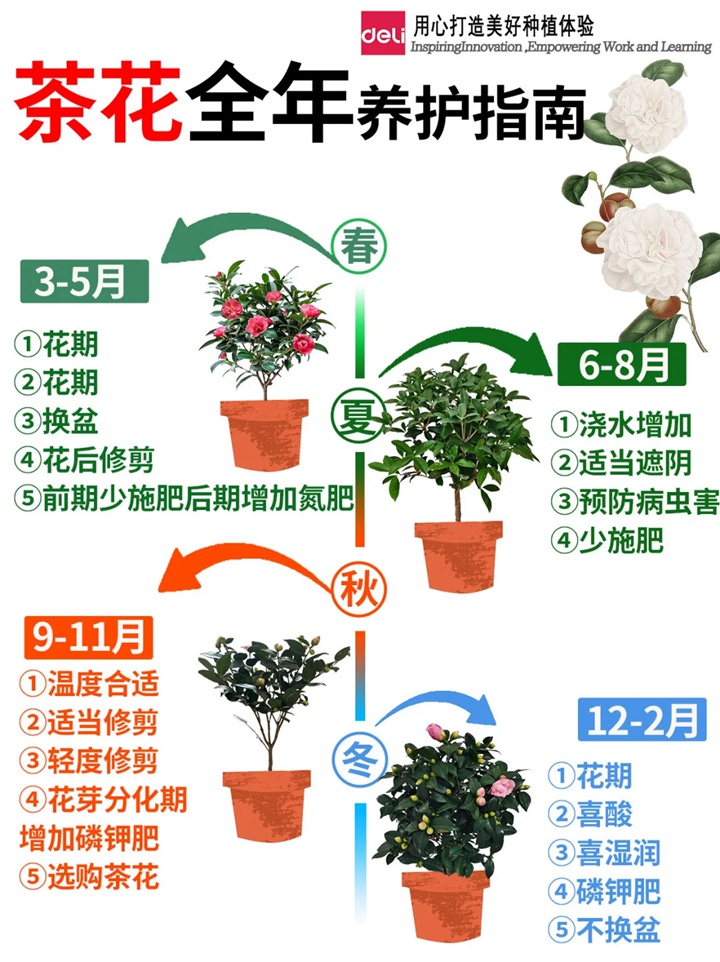 香妃茶花一年开几次花